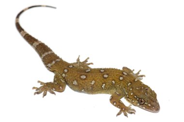 Bombay yaprak parmaklı gecko veya beyaz arka plan üzerinde izole Prashad'ın gecko (Hemidactylus prashadi) portre.