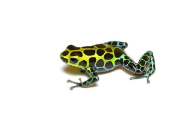 Zimmermann'ın zehir morph, beyaz arka plan üzerinde izole closeup benekli Kurbağa (Ranitomeya variabilis).