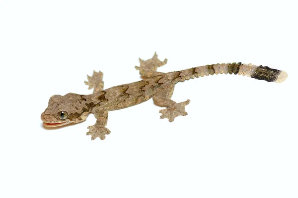 Gecko Voador Kuhl Gecko Voador Comum Ptychozoon Kuhli Closeup Isolado — Fotografia de Stock