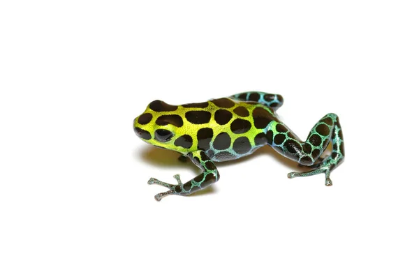 Zimmermann Poison Frog Ranitomeya Variabilis Spotted Morph Closeup Isolated White — стоковое фото