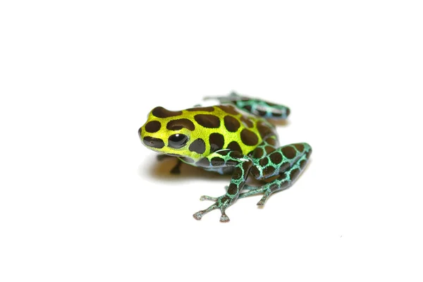 Zimmermann Poison Frog Ranitomeya Variabilis Manchado Morph Close Isolado Sobre — Fotografia de Stock