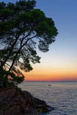 Gün batımında deniz in yanında kaya üzerinde bir Akdeniz çam ağacı. Red Island, Hırvatistan.