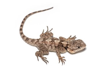 Stellagama, veya Starred agama, veya Roughtail rock agama (Stellagama stellio) yakın çekim beyaz arka plan izole. 