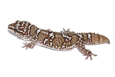 Termit tepe kertenkelesi, ya da Dakota'nın yaprak burunlu kertenkelesi, ya da lekeli ev gecko (Hemidactylus triedrus) yakın çekim beyaz arka plan üzerinde izole.