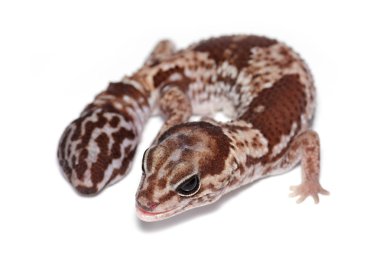 Afrika yağ kuyruklu kertenkele (Hemitheconyx caudicinctus) yakın çekim beyaz arka plan üzerinde izole.