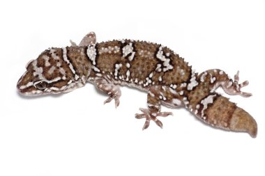 Termit tepe kertenkelesi, ya da Dakota'nın yaprak burunlu kertenkelesi, ya da lekeli ev gecko (Hemidactylus triedrus) yakın çekim beyaz arka plan üzerinde izole.