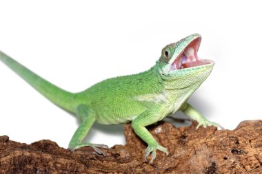 Beyaz arka plan üzerinde açık ağız ile Genç agresif Anolis smallwoodi.