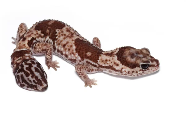 Gecko Cauda Gorda Africano Hemitheconyx Caudicinctus Close Isolado Sobre Fundo — Fotografia de Stock