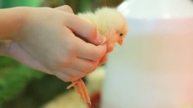 Çocuğun elinde küçük sarı tavuk