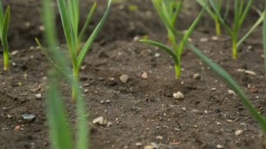 Soğan ve sarımsak sebze bahçesi