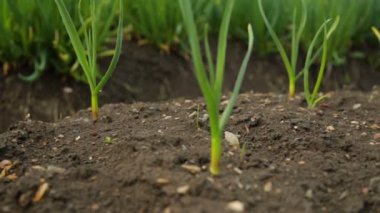 Soğan ve sarımsak sebze bahçesi