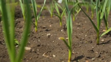 Soğan ve sarımsak sebze bahçesi