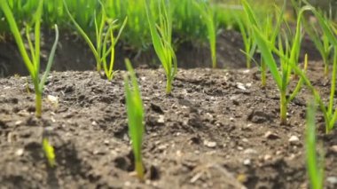 Soğan ve sarımsak sebze bahçesi