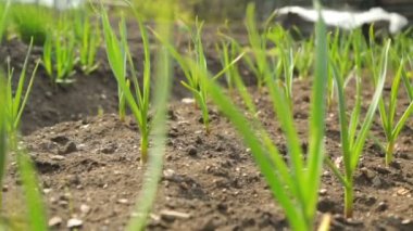 Soğan ve sarımsak sebze bahçesi