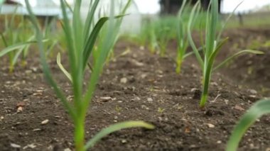 Soğan ve sarımsak sebze bahçesi