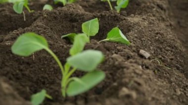 Bahçe taze yatak lahana fidan