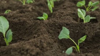 Bahçe taze yatak lahana fidan