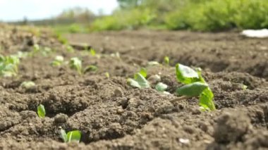 Lahana fidan yatak rüzgarlı havalarda