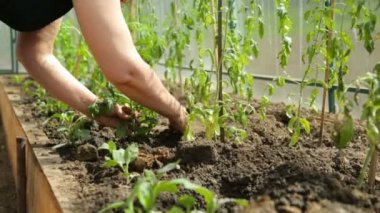 Serada domates Fidan Dikim