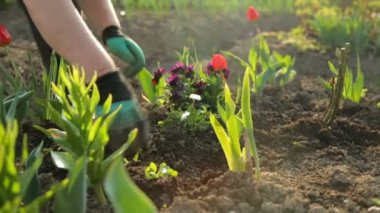 Bahçeye çiçek ekiyorum.