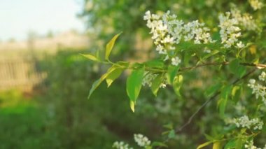 Çiçek açması kuş kiraz güneş ışık