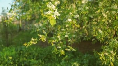 Çiçek açması kuş kiraz güneş ışık