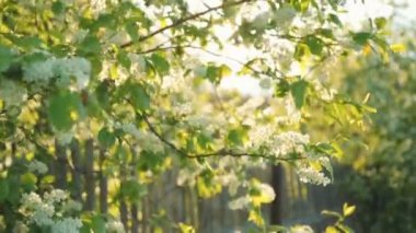 Çiçek açması kuş kiraz güneş ışık