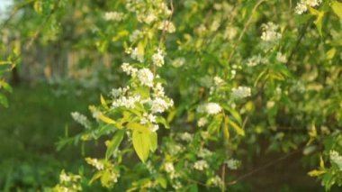 Çiçek açması kuş kiraz güneş ışık
