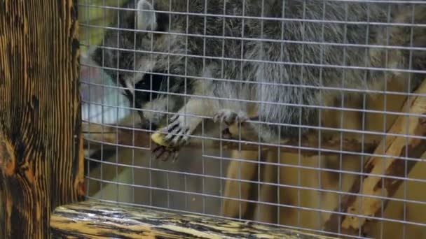 動物園の檻の中のタヌキの餌 — ストック動画