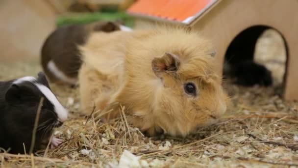 Funny Guinea Pigs Zoo — Stock Video