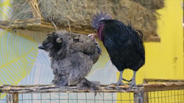 Domestic Hen Cock Sitting Zoo — Stock Video