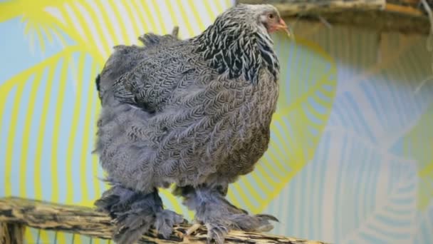 Gallina Doméstica Sentada Zoológico — Vídeos de Stock