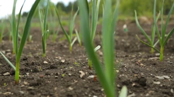 Cebolla Primavera Ajo Huerta — Vídeos de Stock