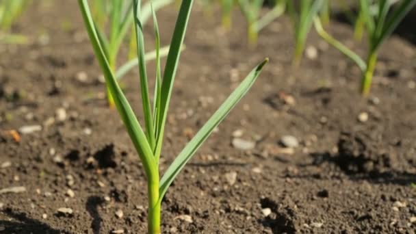 Spring Onion Garlic Vegetable Garden — Stock Video