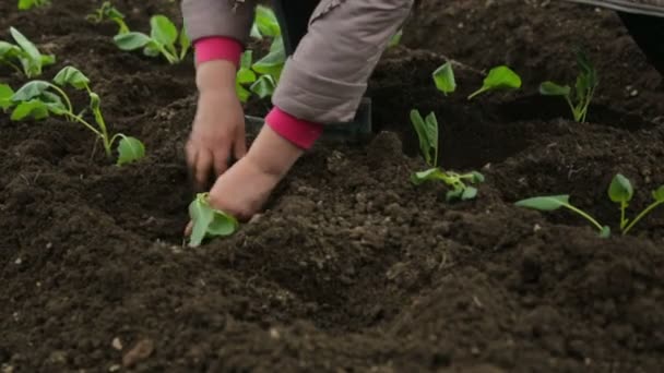 Plantering Kål Plantor Trädgården — Stockvideo