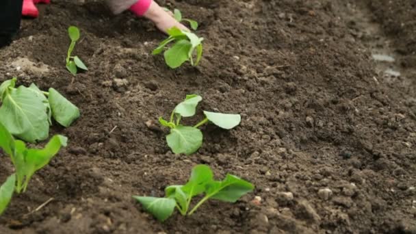 Planting Cabbage Saplings Garden — Stock Video
