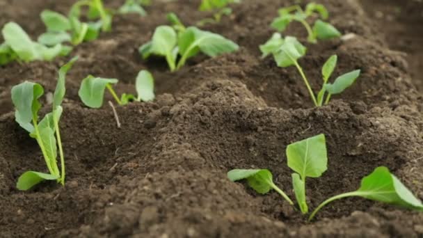 Cabbage Saplings Garden Fresh Beds — Stock Video