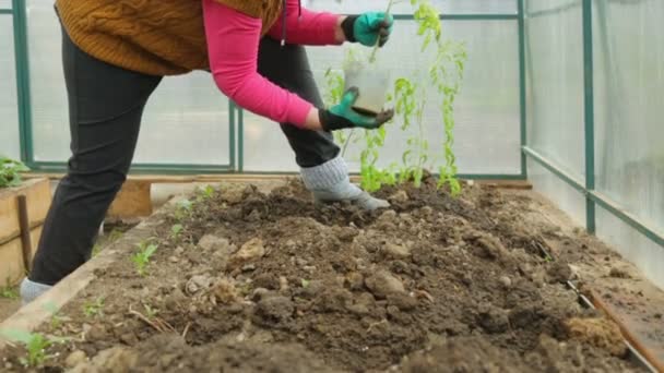 温室でトマトの苗を植える — ストック動画