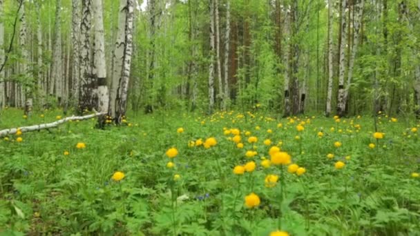 Sgombero Foresta Con Fiori Gialli Selvatici — Video Stock