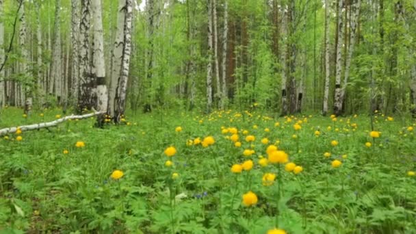 Forest Clearing Wild Yellow Flowers — Stock Video