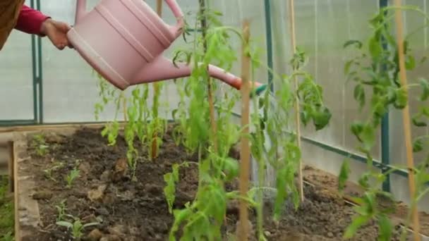 Riego Plantones Tomate Invernadero — Vídeo de stock
