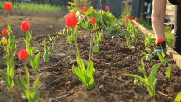 Plantera Blommor Trädgården — Stockvideo