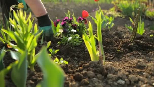 Plantando Flores Jardim — Vídeo de Stock