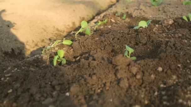 Plantar Repollos Jardín — Vídeo de stock
