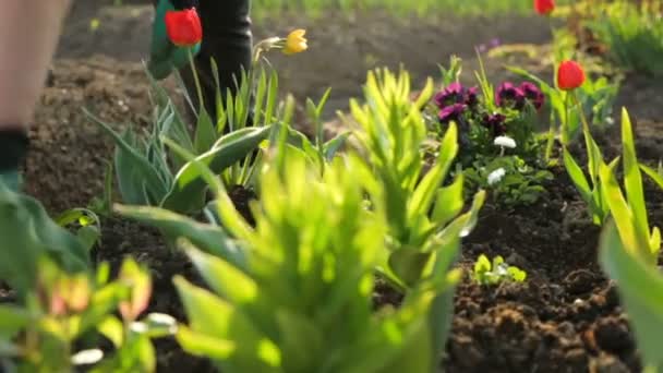 Plantando Flores Jardim — Vídeo de Stock