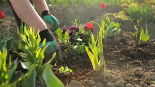 Plantando Flores Jardim — Vídeo de Stock