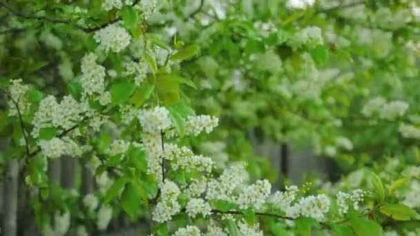 Blossoming Bird Cherry Sun Light — Stock Video