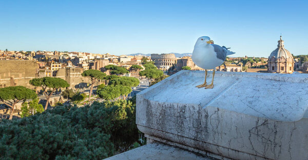 Seagull against scenic view of Rome with Colosseum and Roman For
