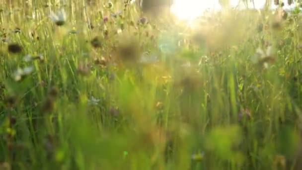 Campo de verano en la luz del atardecer — Vídeos de Stock