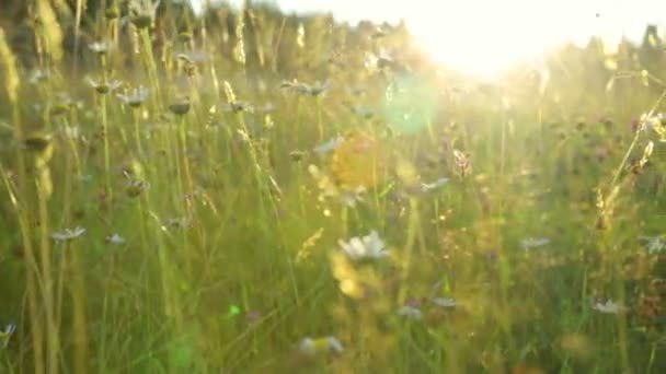 Літнє поле під час заходу сонця — стокове відео